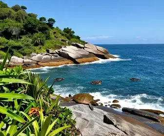 Explore o Costão das Tartarugas: Um Tesouro Natural no Guarujá Explore o Costão das Tartarugas: Um Tesouro Natural no Guarujá